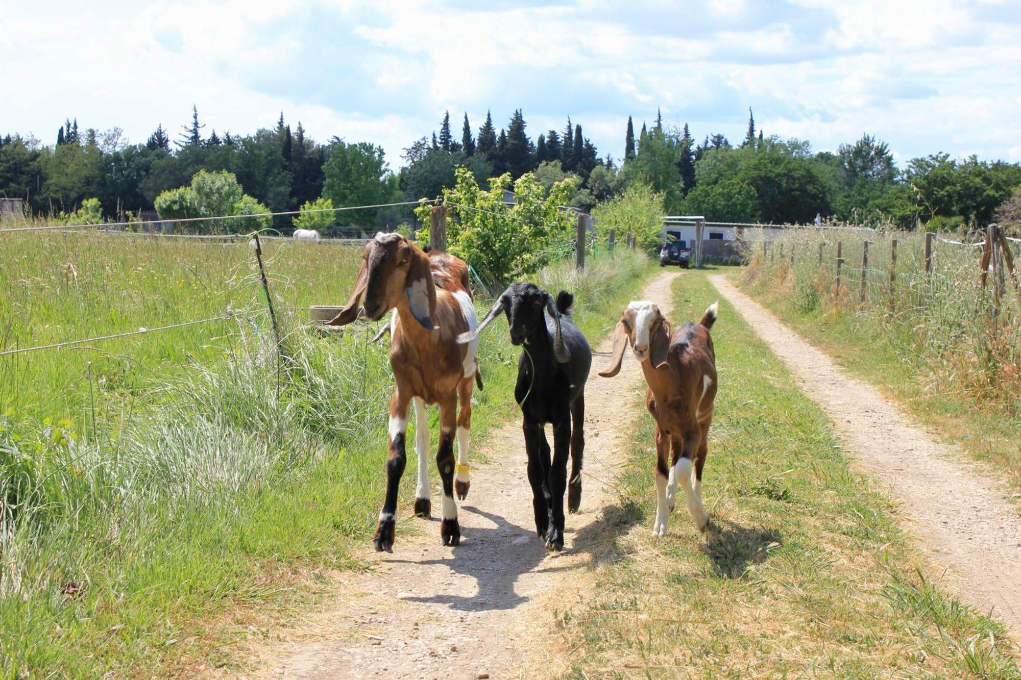 Lobilum En Camargue Villa Saint-Martin-de-Crau Eksteriør bilde